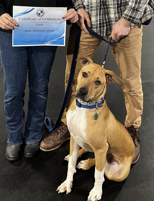FLASH - Boxer for adoption in Buffalo