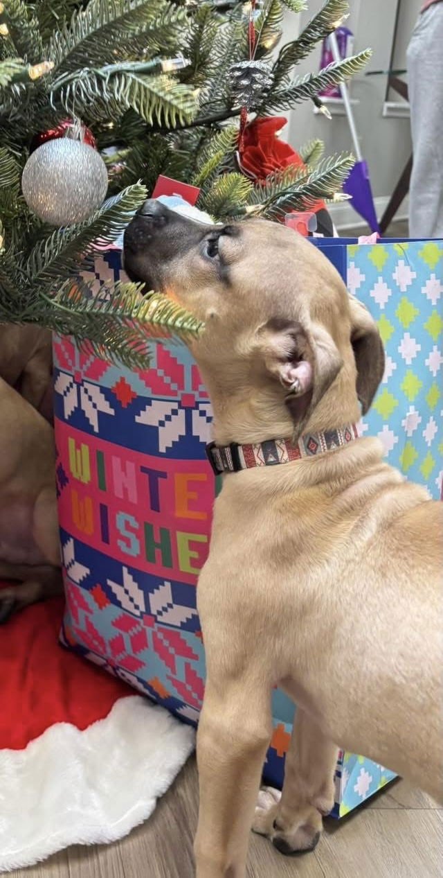 MARLEY - Rhodesian Ridgeback available for adoption