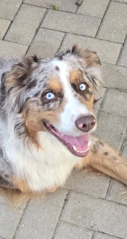 Loki Image