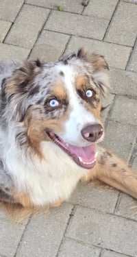 Loki - Photo 1