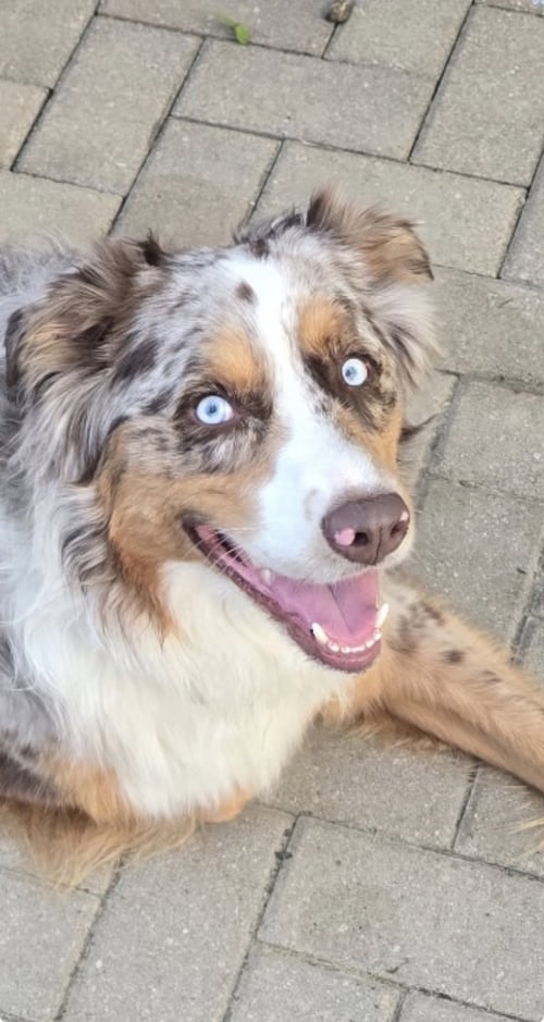 LOKI - Australian Shepherd available for adoption