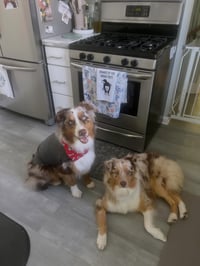 Loki - Photo 2