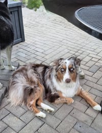 Loki - Photo 3