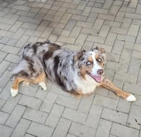 Loki - Photo 4