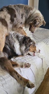 Loki - Photo 5