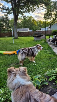 Loki - Photo 6