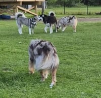 Loki - Photo 8