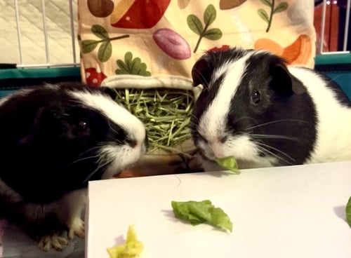 BOB & MARLEY - Guinea Pig available for adoption