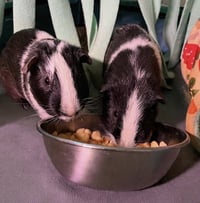 Bob & Marley - Photo 2