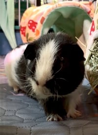 Bob & Marley - Photo 4