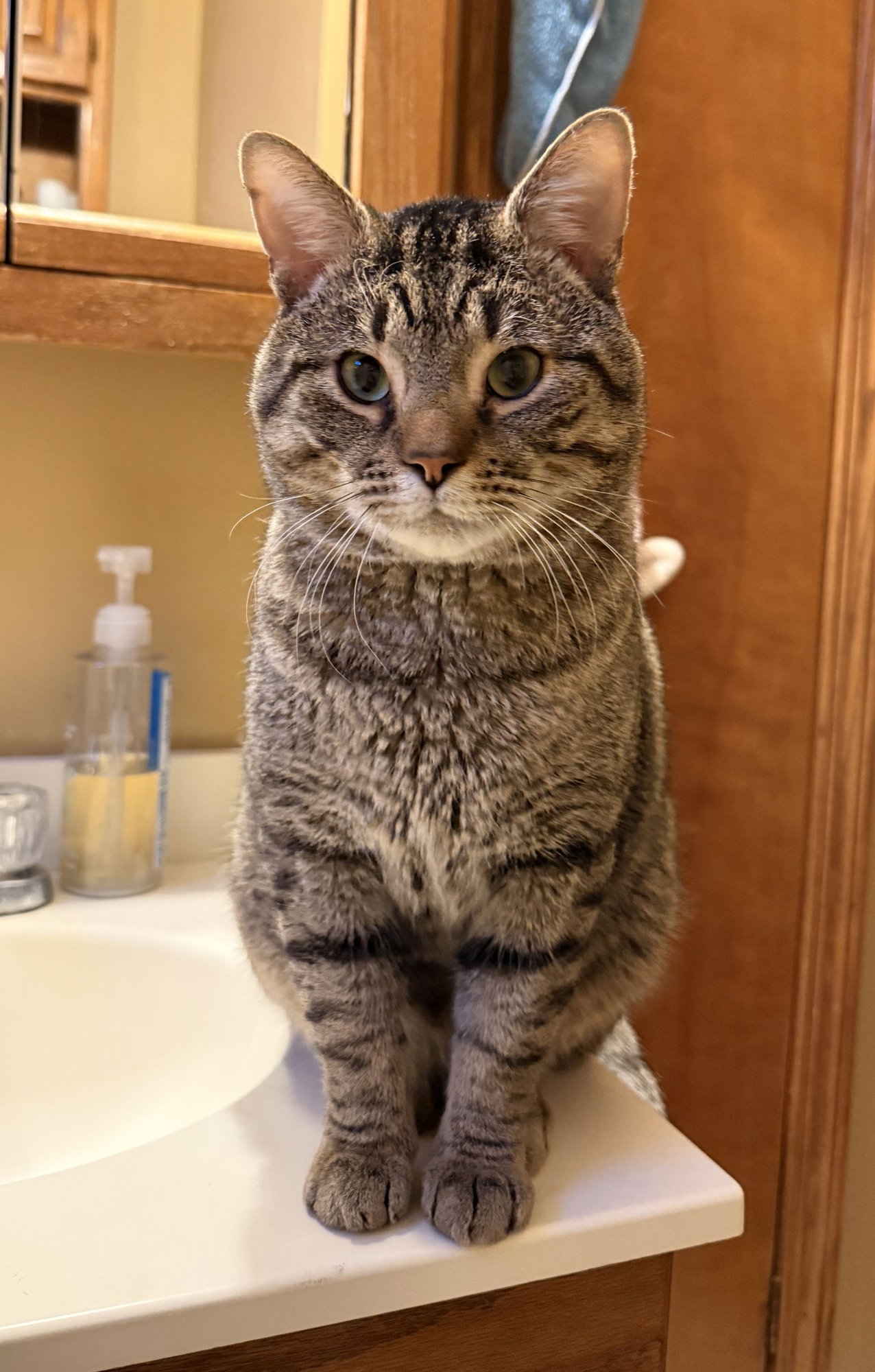 BRUCE - Domestic Short Hair available for adoption