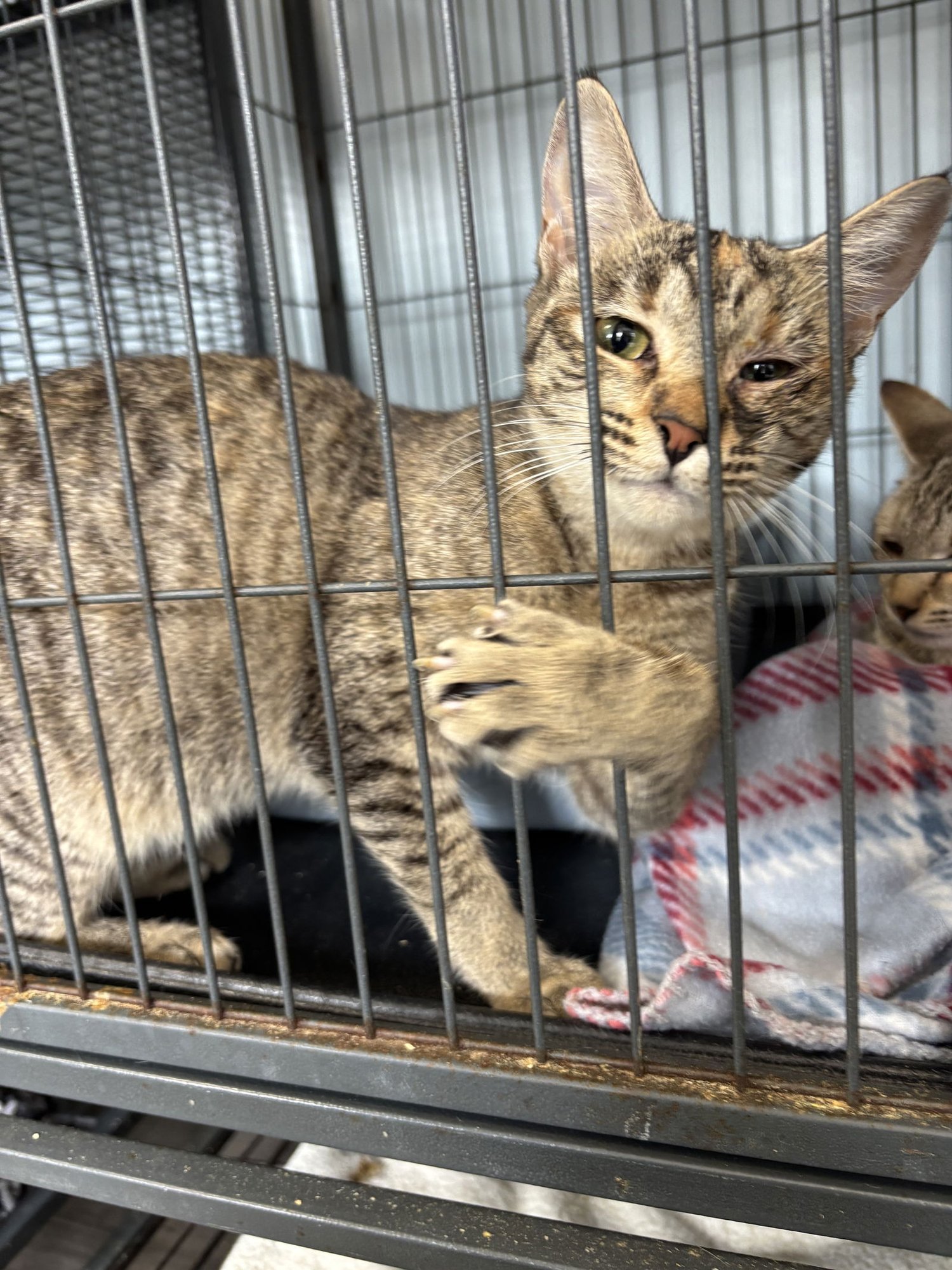 MARIE - Tabby available for adoption