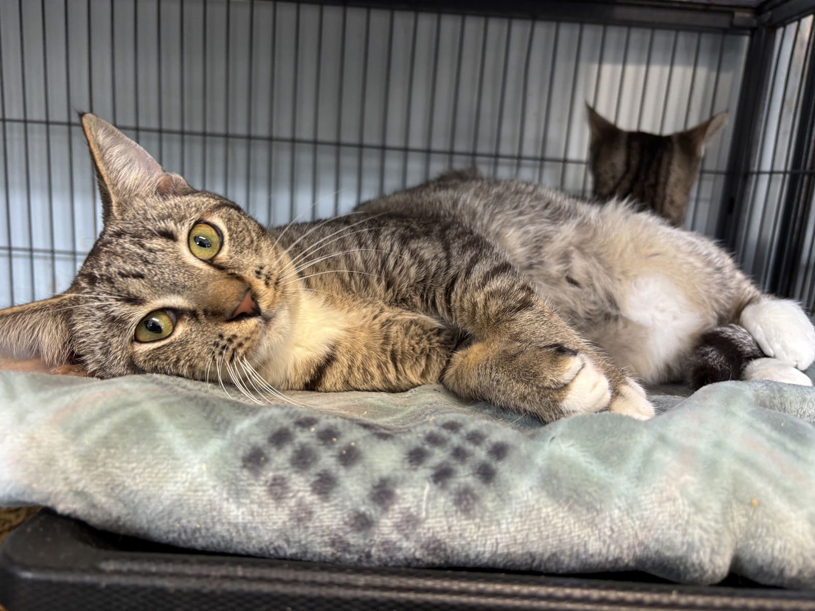 KYLE - American Shorthair available for adoption