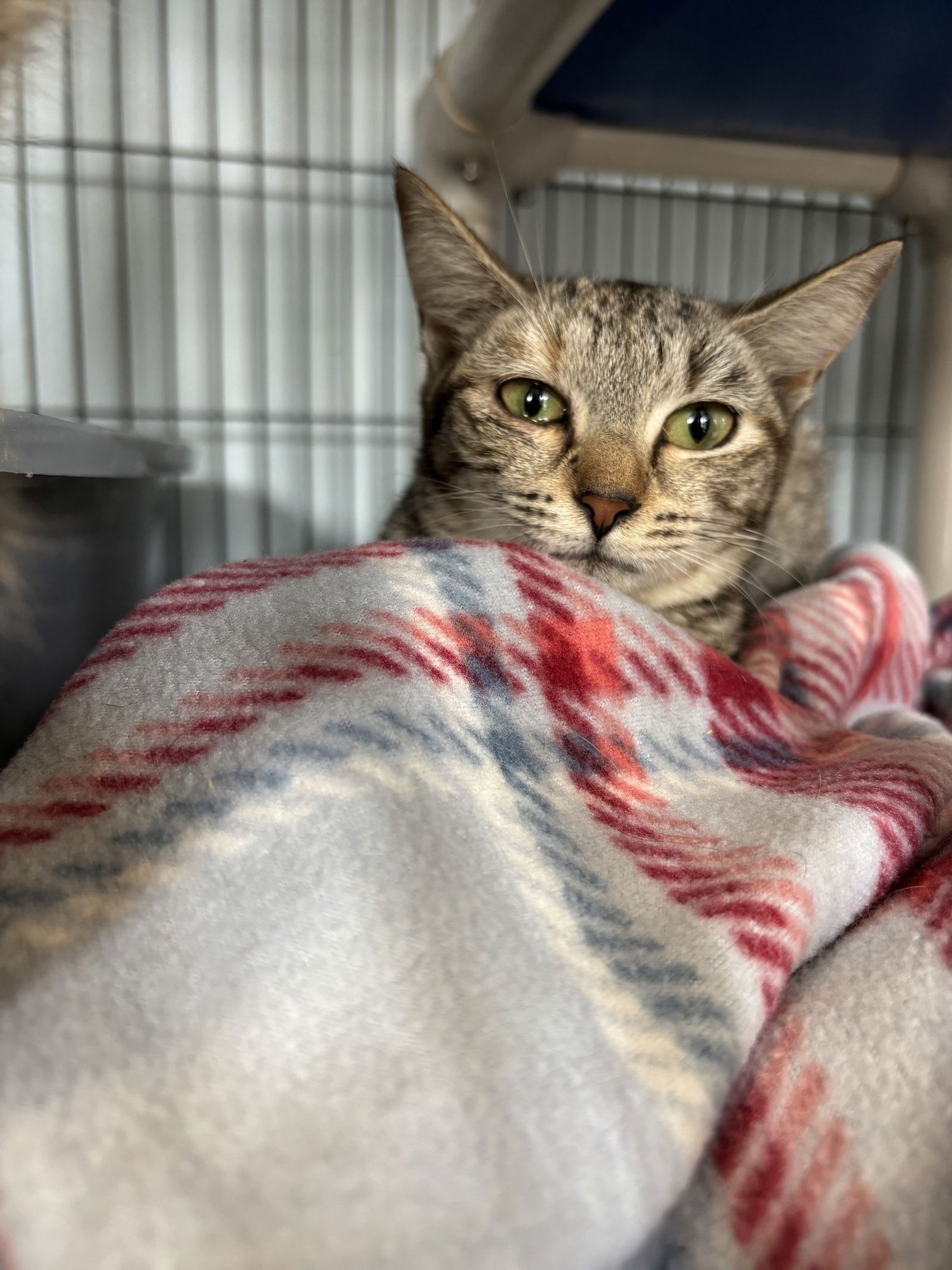 SALLY - Bobtail available for adoption