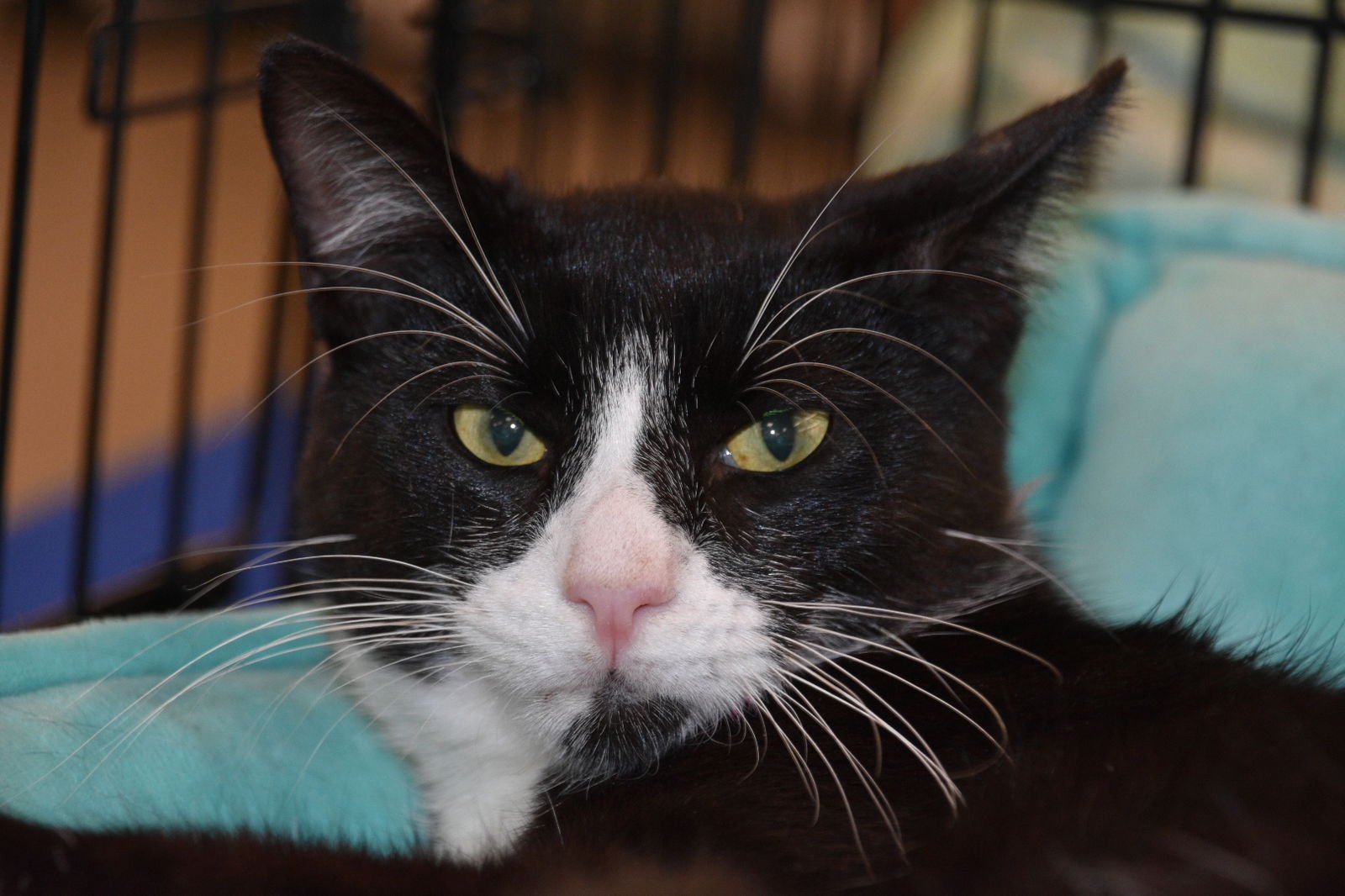 JAMES - American Shorthair available for adoption