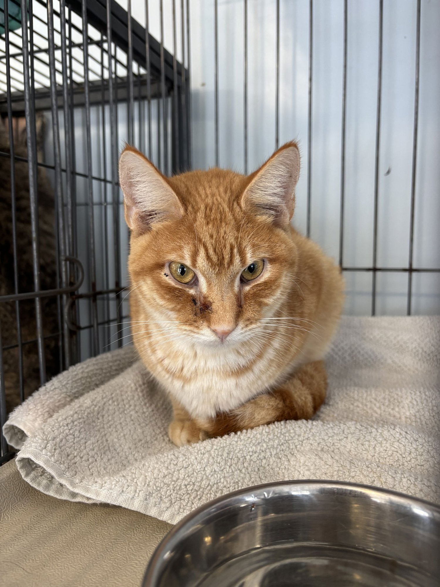 EVAN - Domestic Short Hair available for adoption