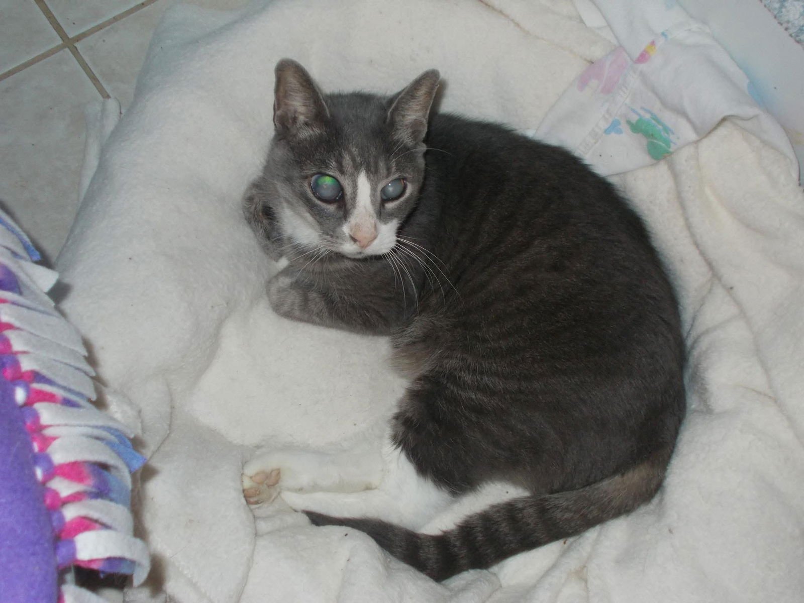 DOODLEBUG - Domestic Short Hair available for adoption