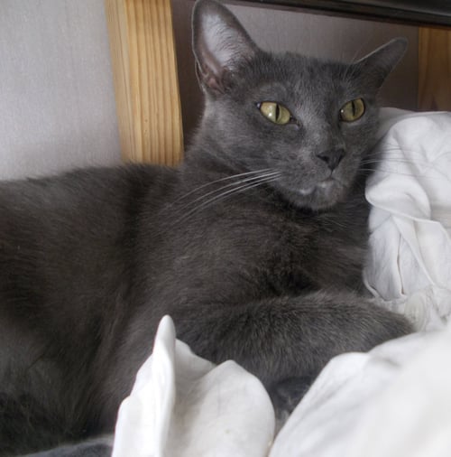 ARIANNA - Russian Blue available for adoption