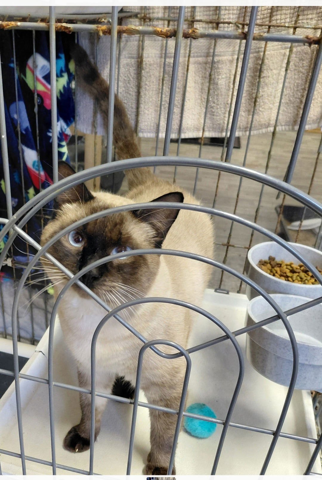 EGG ROLL - Siamese available for adoption