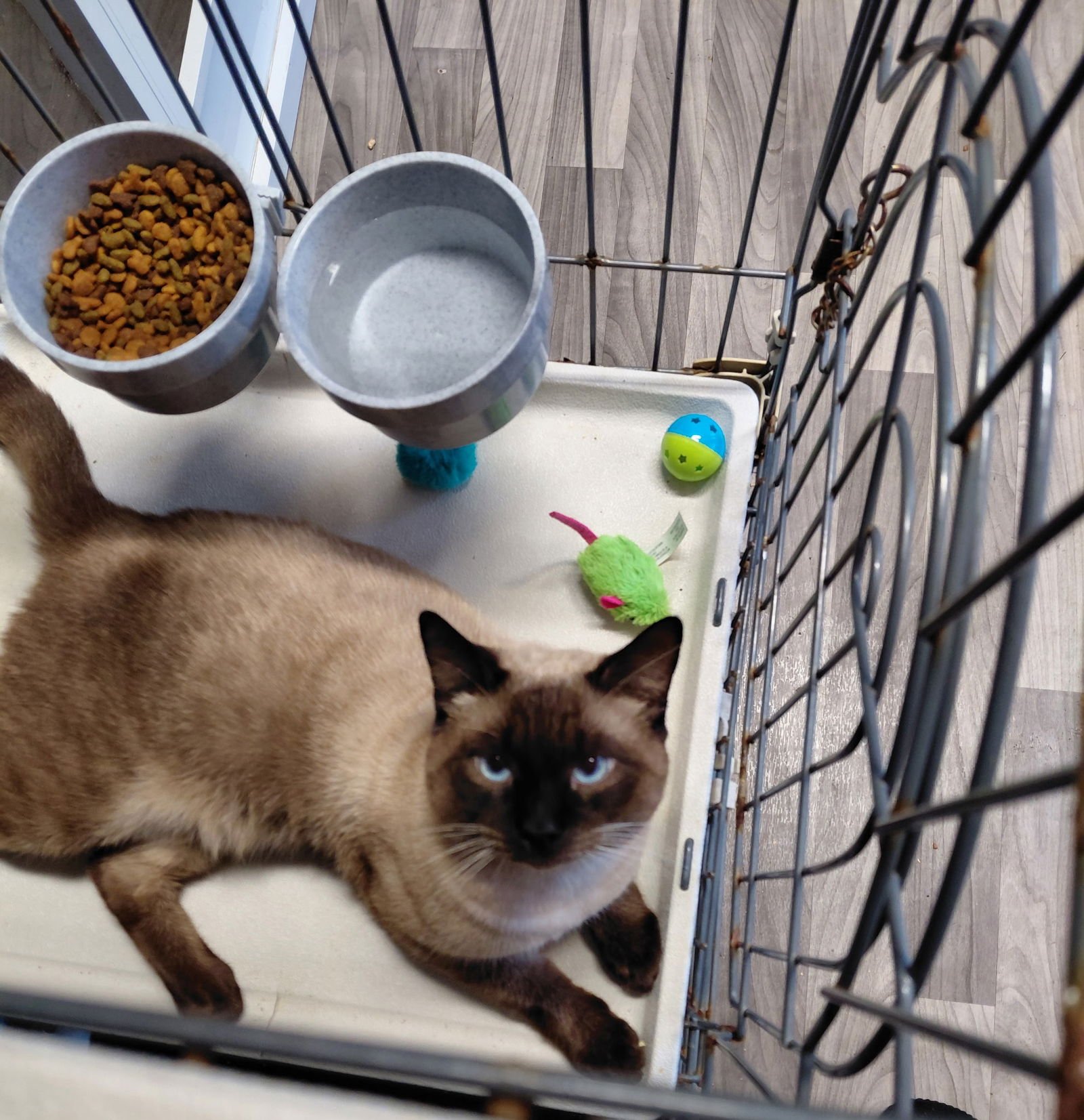 EGG ROLL - Siamese available for adoption
