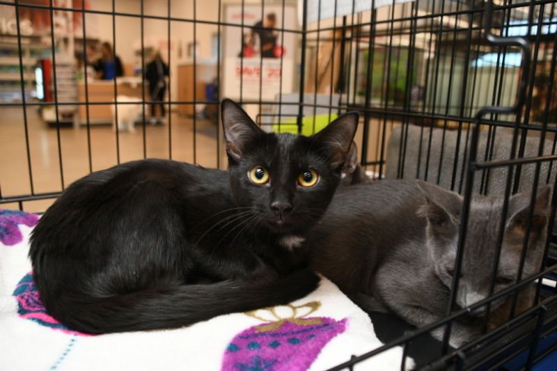 SUGAR - American Shorthair available for adoption