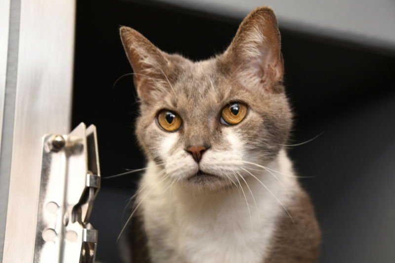 JACKIE - Manx available for adoption