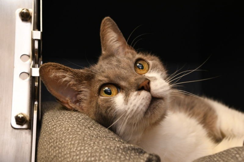 JACKIE - Manx available for adoption