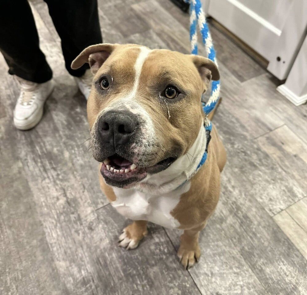 ATLAS - American Staffordshire Terrier / Terrier available for adoption