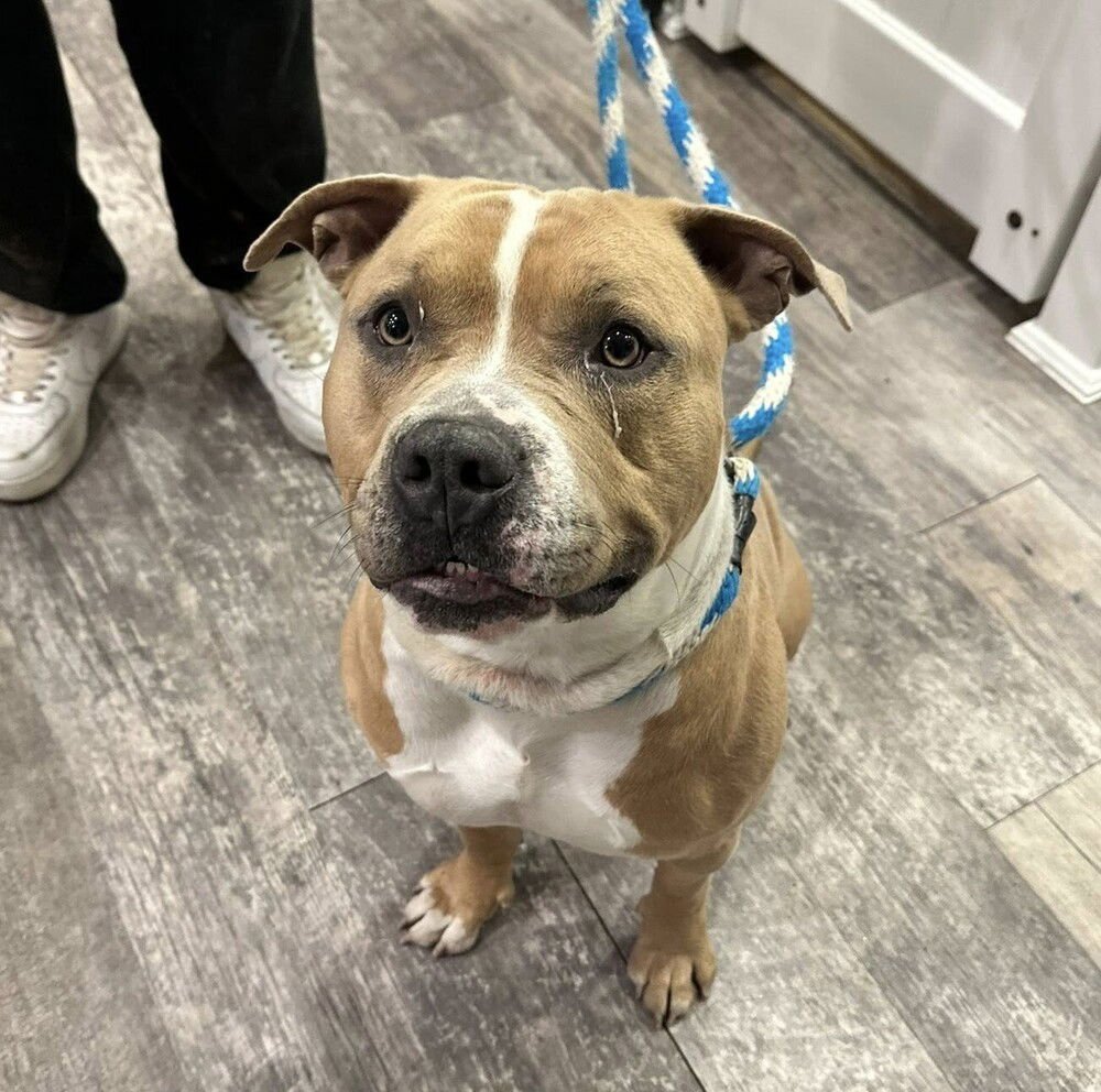 ATLAS - American Staffordshire Terrier / Terrier available for adoption