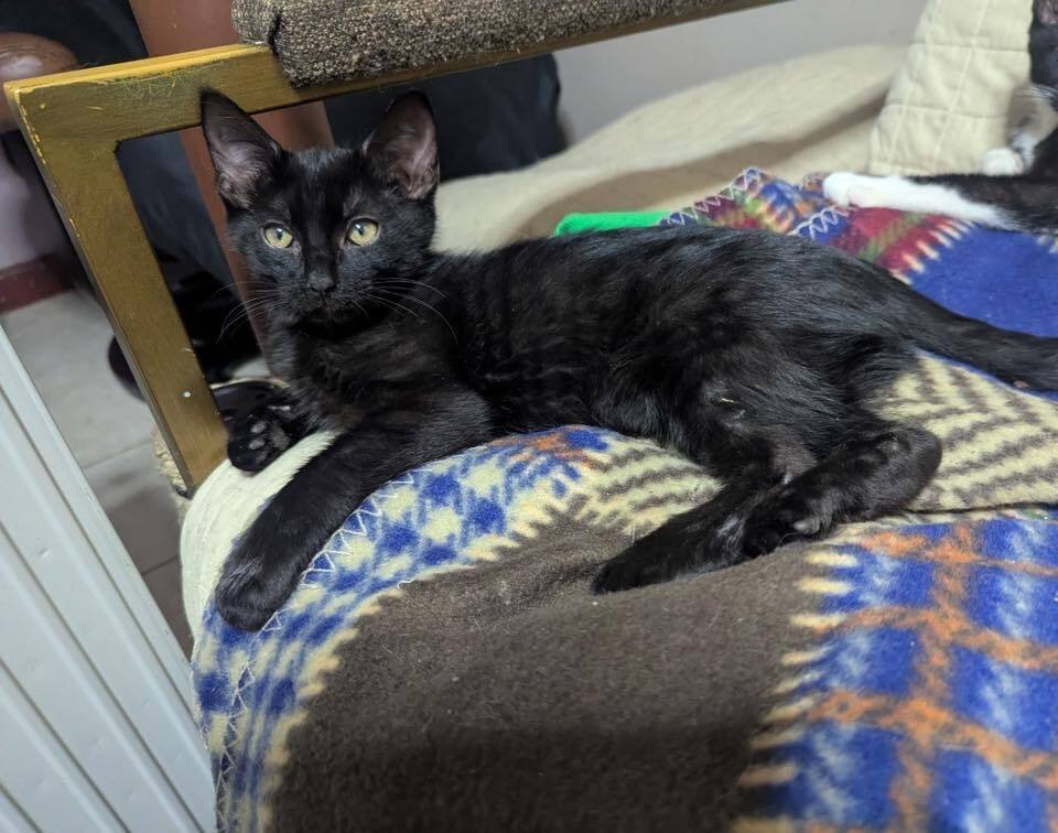 MORGAN - Domestic Short Hair available for adoption