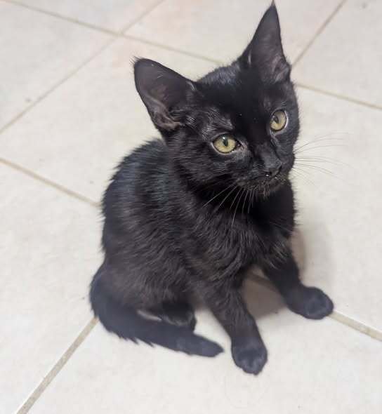 MORGAN - Domestic Short Hair available for adoption