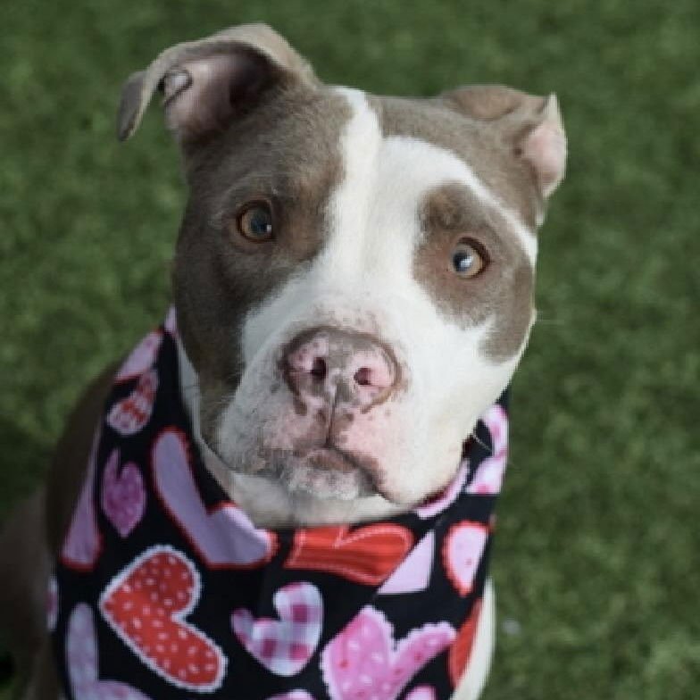 SOLSTICE - American Staffordshire Terrier / Terrier available for adoption