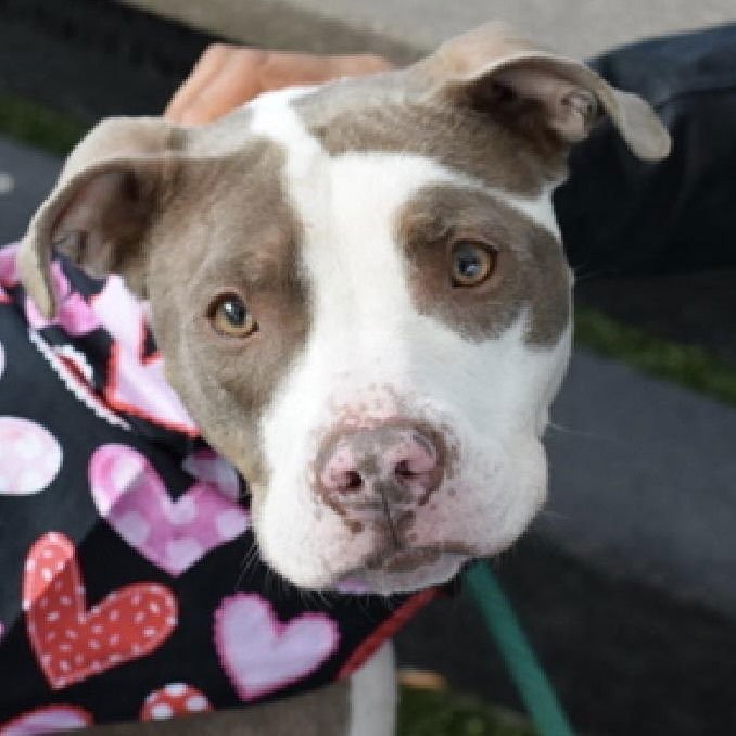 SOLSTICE - American Staffordshire Terrier / Terrier available for adoption