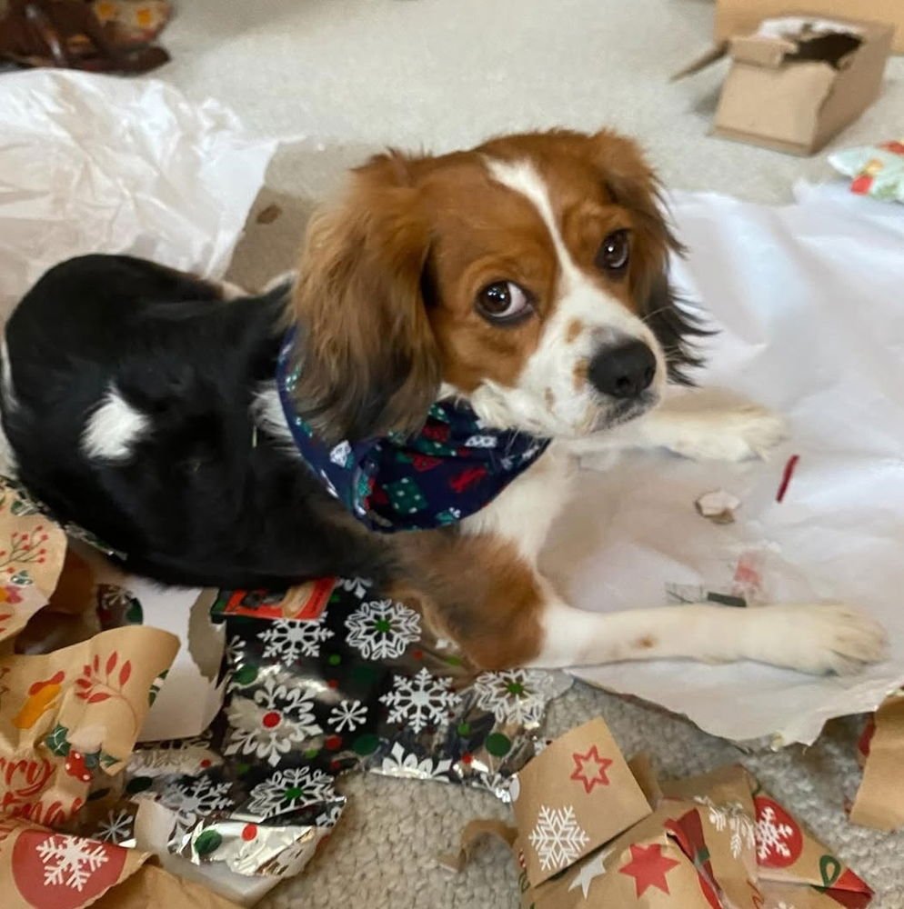 MARGOT - Cavalier King Charles Spaniel / Terrier available for adoption