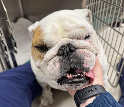 KATIE - English Bulldog available for adoption