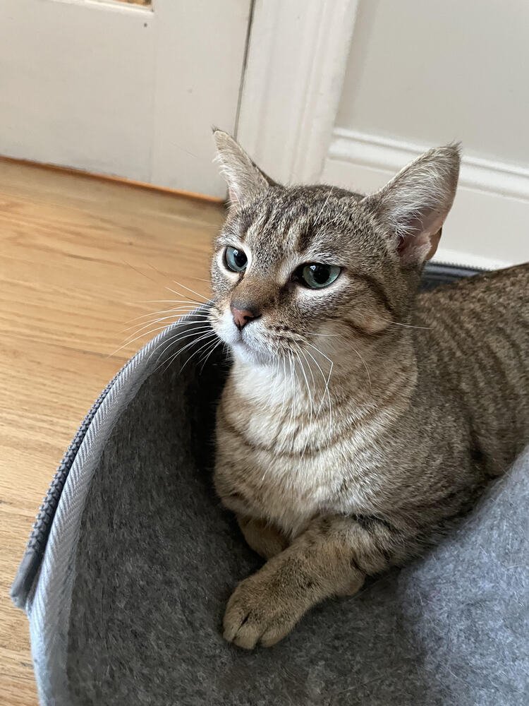 SARAH - Domestic Short Hair available for adoption