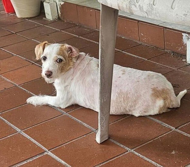 CHRISTI - Terrier available for adoption