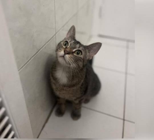 CANDY - Domestic Short Hair available for adoption