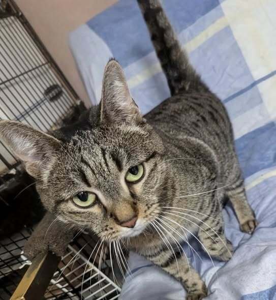 RILEY - Domestic Short Hair available for adoption