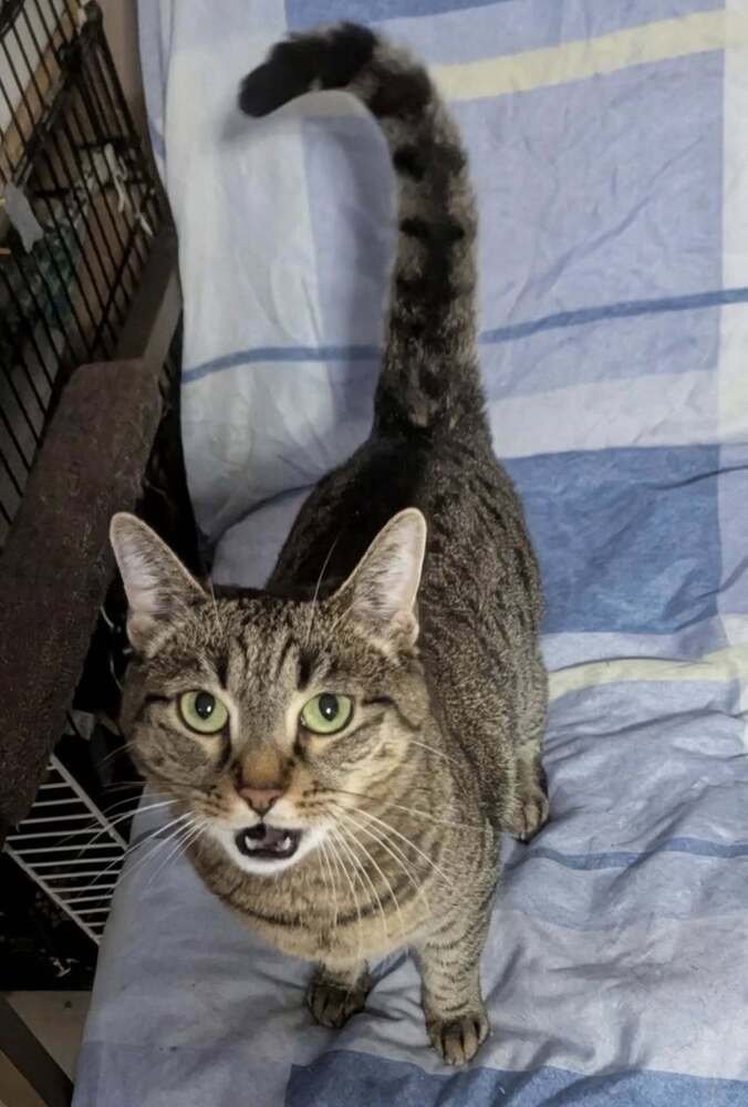 RILEY - Domestic Short Hair available for adoption