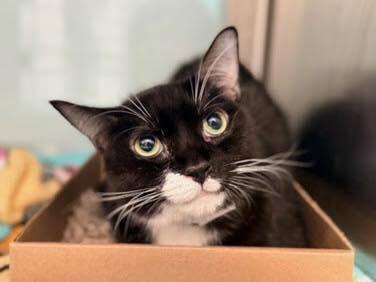 BUM-NI - Domestic Short Hair available for adoption