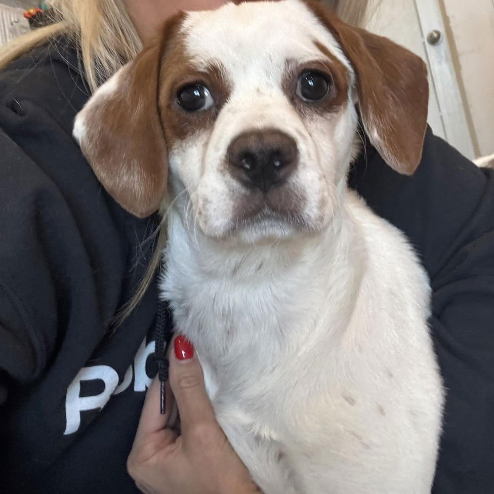 VIXEN - Cavalier King Charles Spaniel / Terrier available for adoption