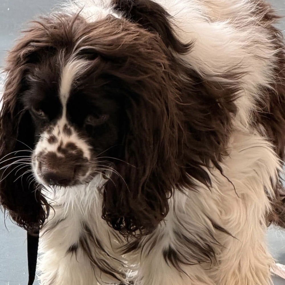 OLIVER TOFFEE - Cocker Spaniel available for adoption