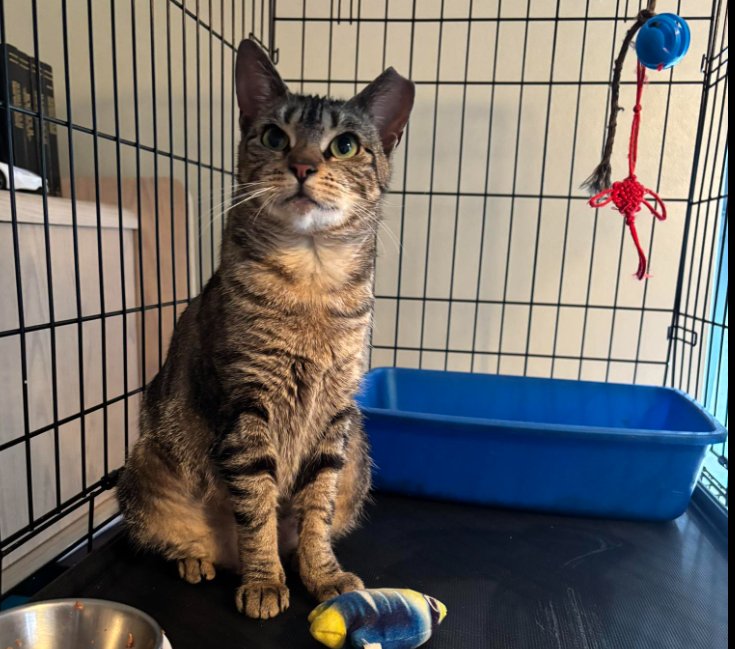 HOPE - Domestic Short Hair available for adoption