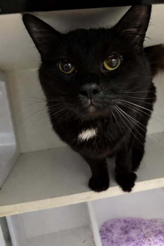 STRAUSS - Domestic Short Hair available for adoption