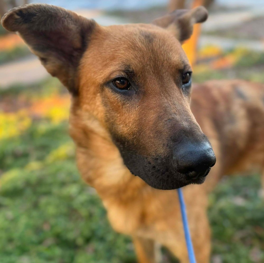 MARLOW JOE - Terrier available for adoption