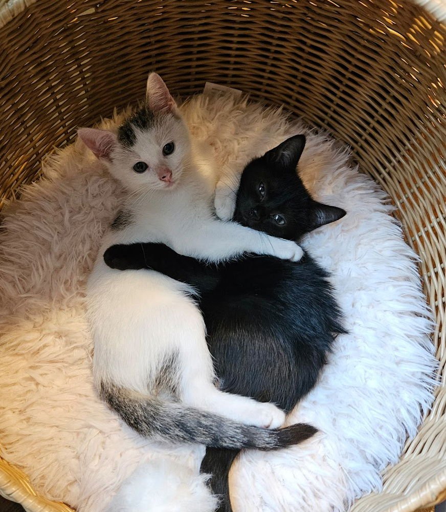 DOR - Domestic Short Hair available for adoption