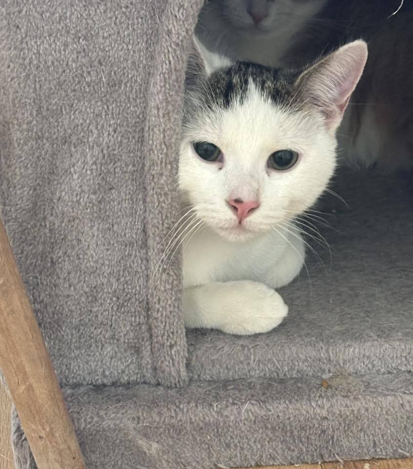 DOR - Domestic Short Hair available for adoption