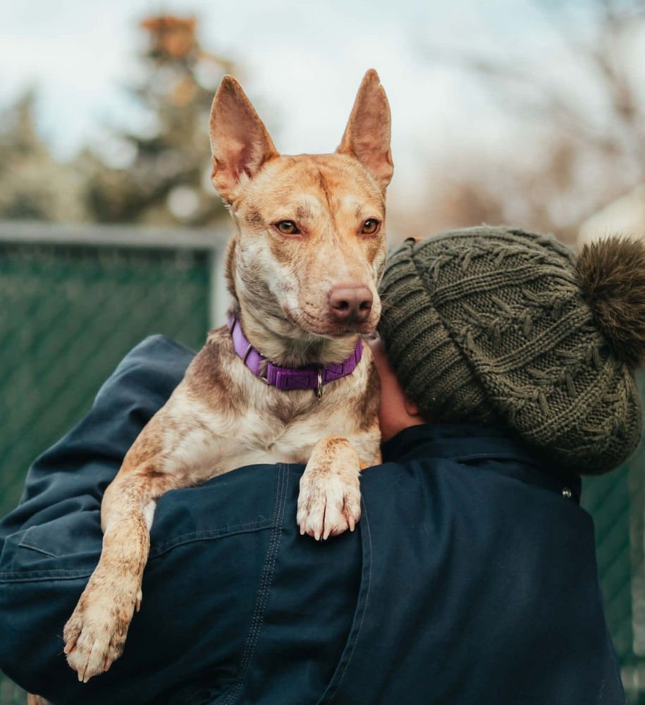 RENATA - Shepherd / Terrier available for adoption