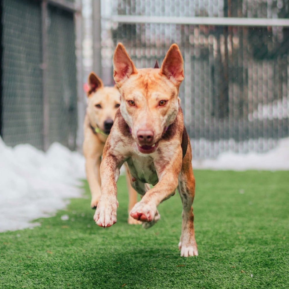 RENATA - Shepherd / Terrier available for adoption